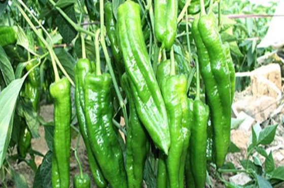 好消息：十畝地的豫藝順美早椒賣了15萬！