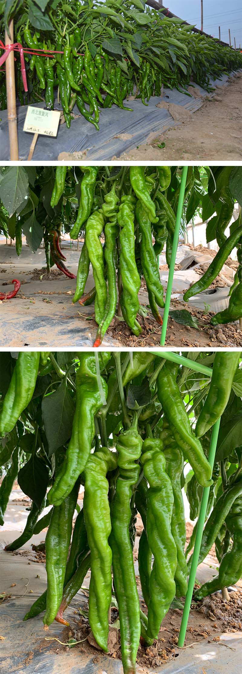 xiangqing.jpg xiangqing.jpg