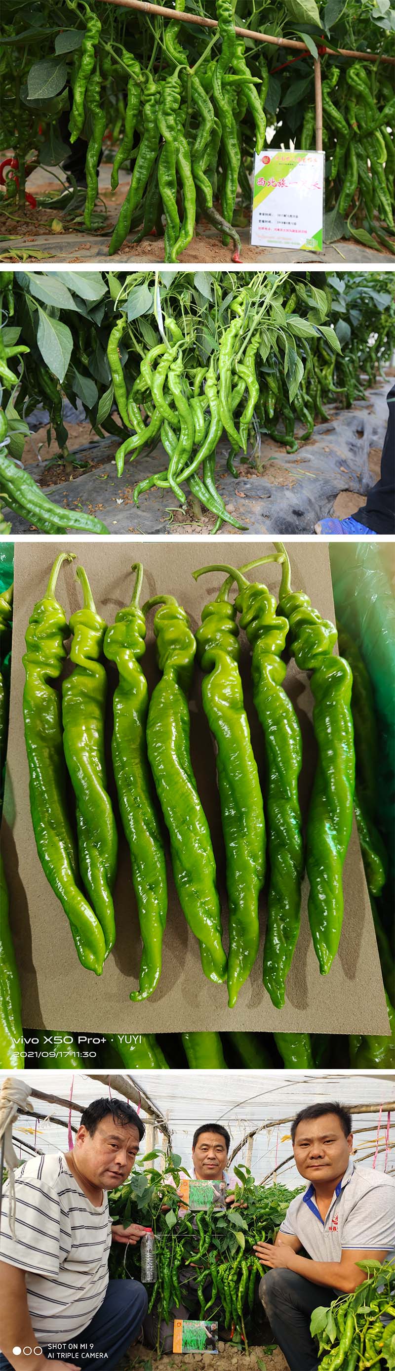 xiangqing.jpg xiangqing.jpg