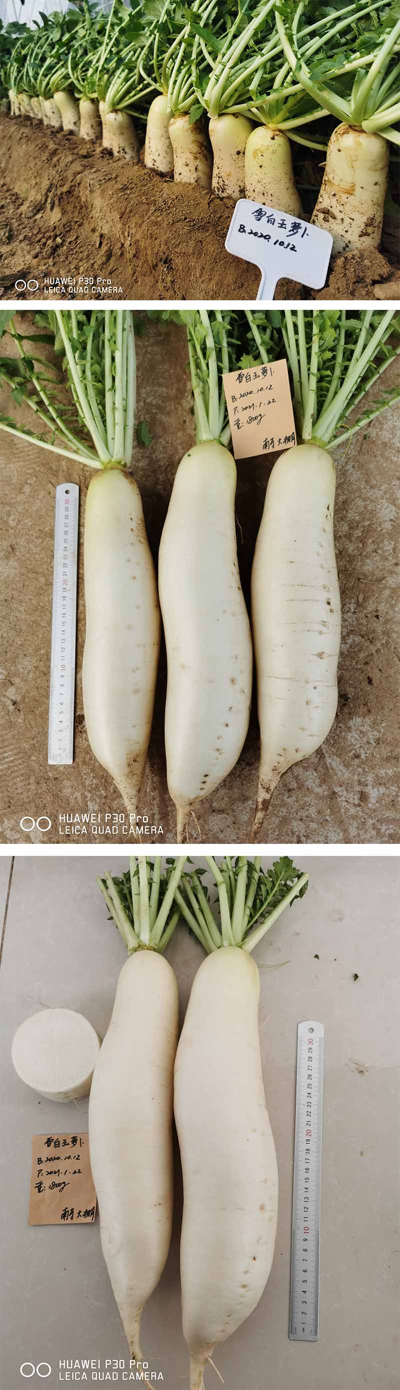 xiangqing.jpg xiangqing.jpg