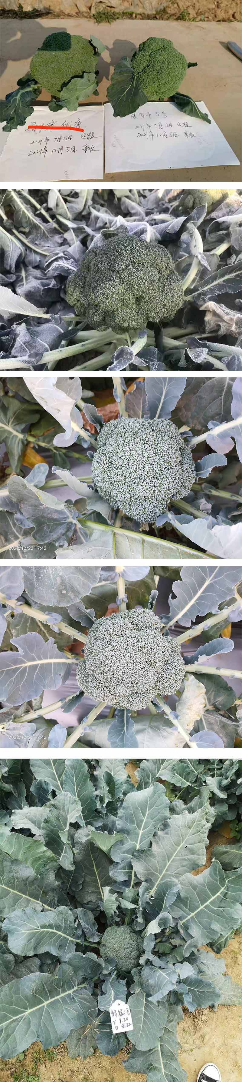 xiangqing.jpg xiangqing.jpg