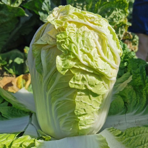 2303141043090fc01b.jpg 2303141043090fc01b.jpg