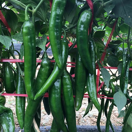 23030811521371379f.jpg 23030811521371379f.jpg